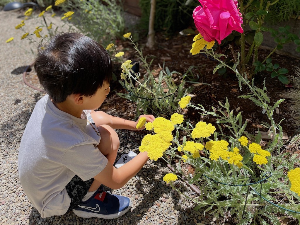 Child picking flowers for the bug hotel.